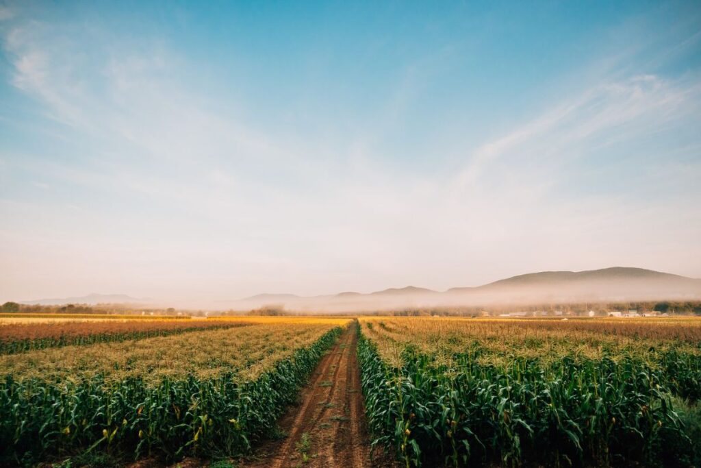 Eagle Mountain House Fall Adventures | Sherman Farms Corn Maze