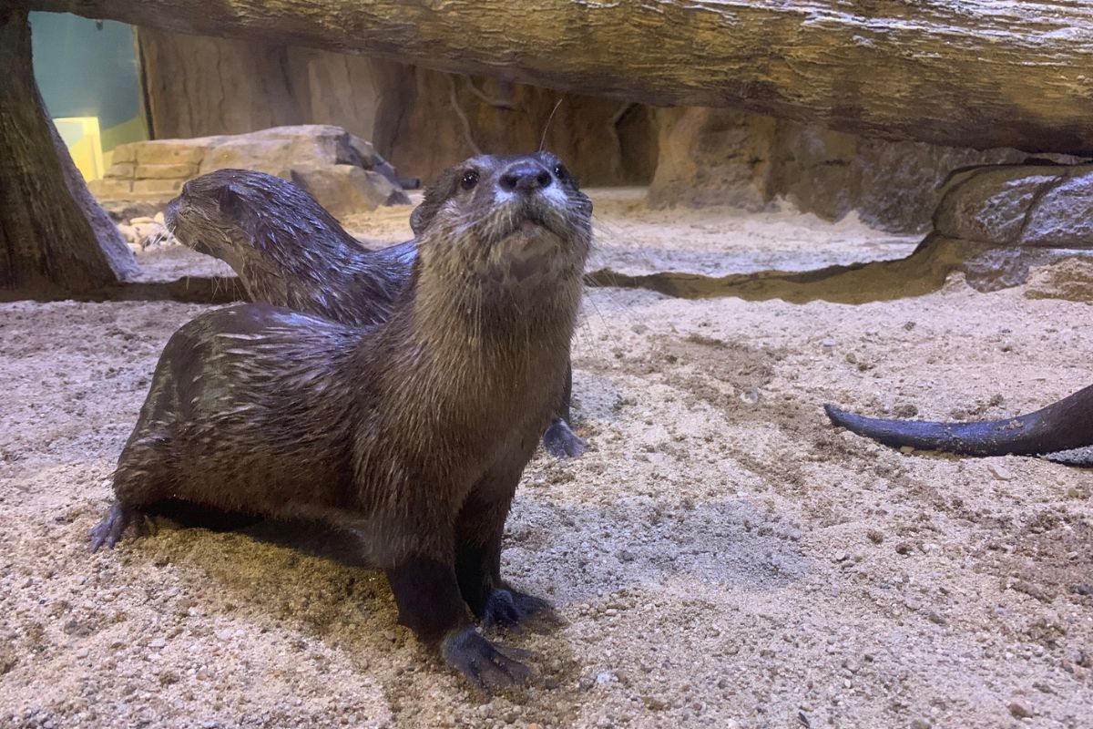 Eagle Mountain House | Winter Adventures | Living Shores Aquarium